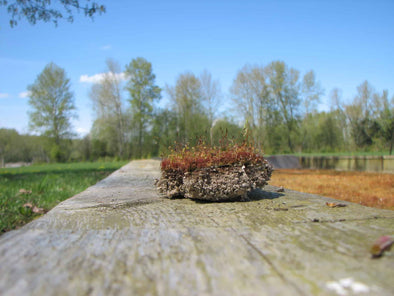 How to manage and eliminate moss growth on your bocce court.