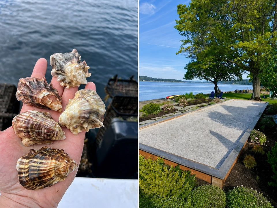 The Humble Oyster