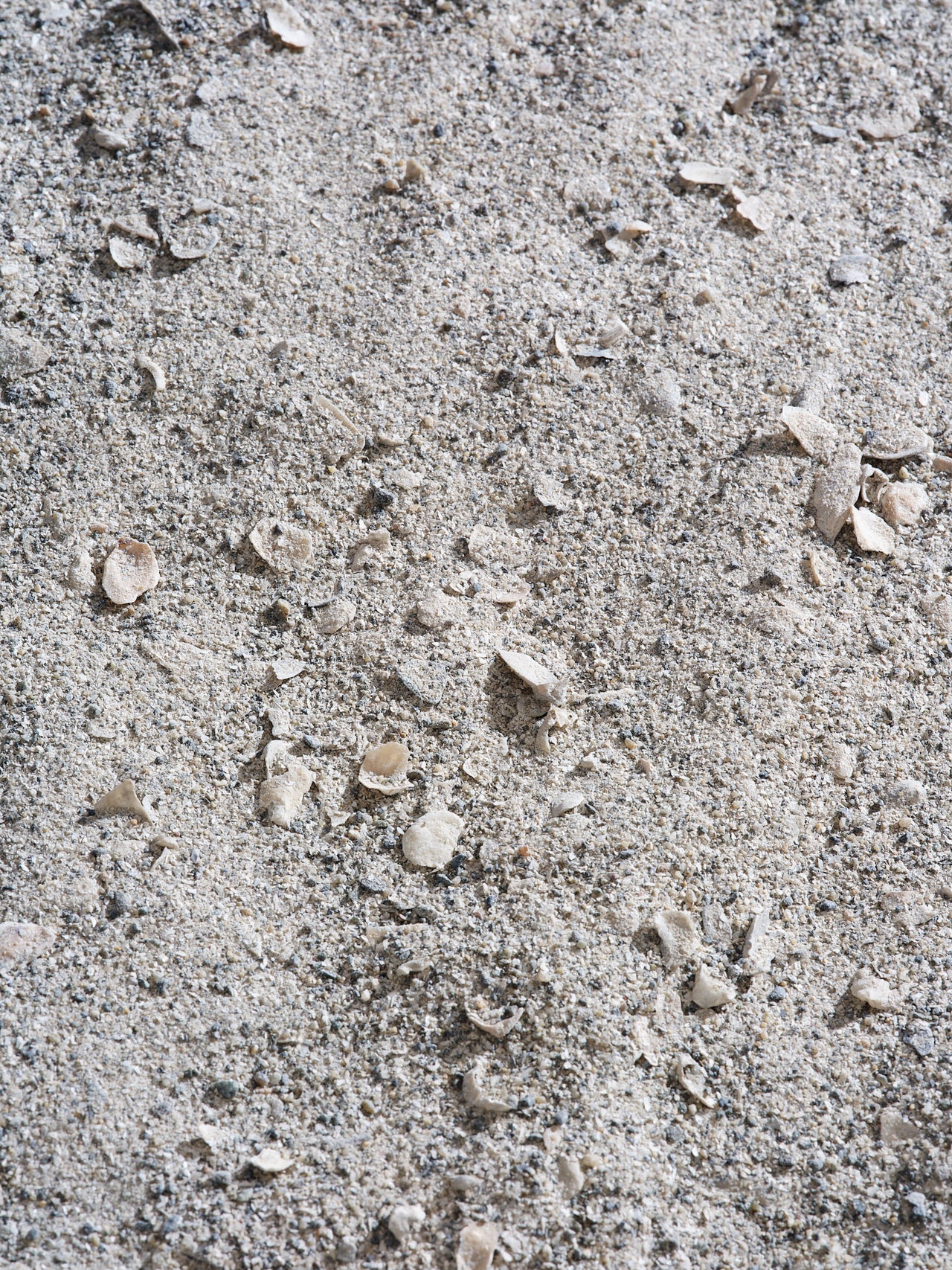 Boccemon Oyster Blend